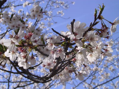 20090404sakura.jpg