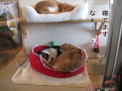 20090411waka09.jpg
