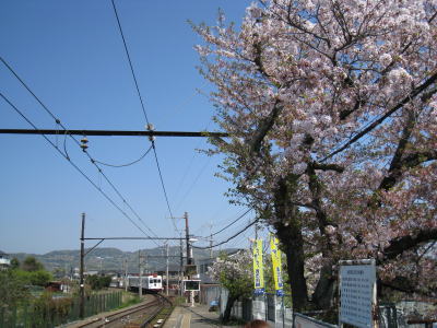 20090411waka14.jpg