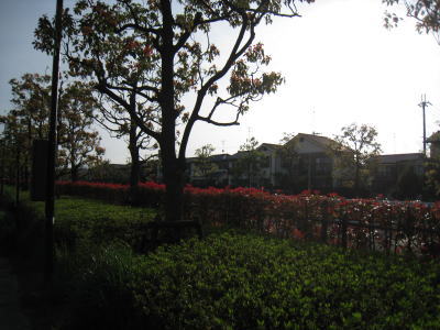 20090417kusatsu_01.jpg