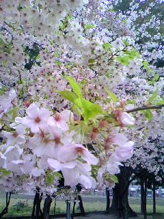 PA0_0002.JPG